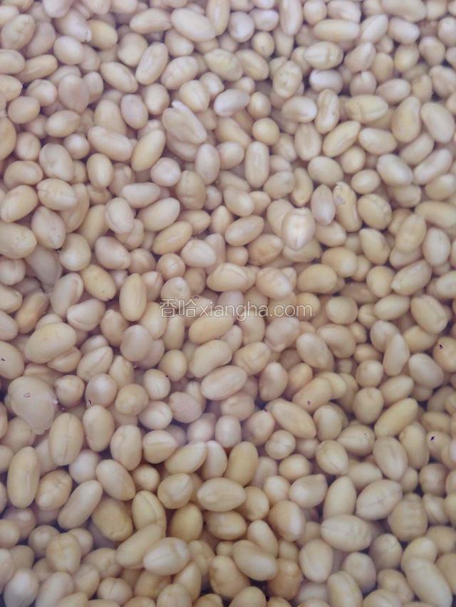 黃豆500克，洗淨加入4升礦泉水開始泡發（夏季25C度以上需要6小時，其他12小時）