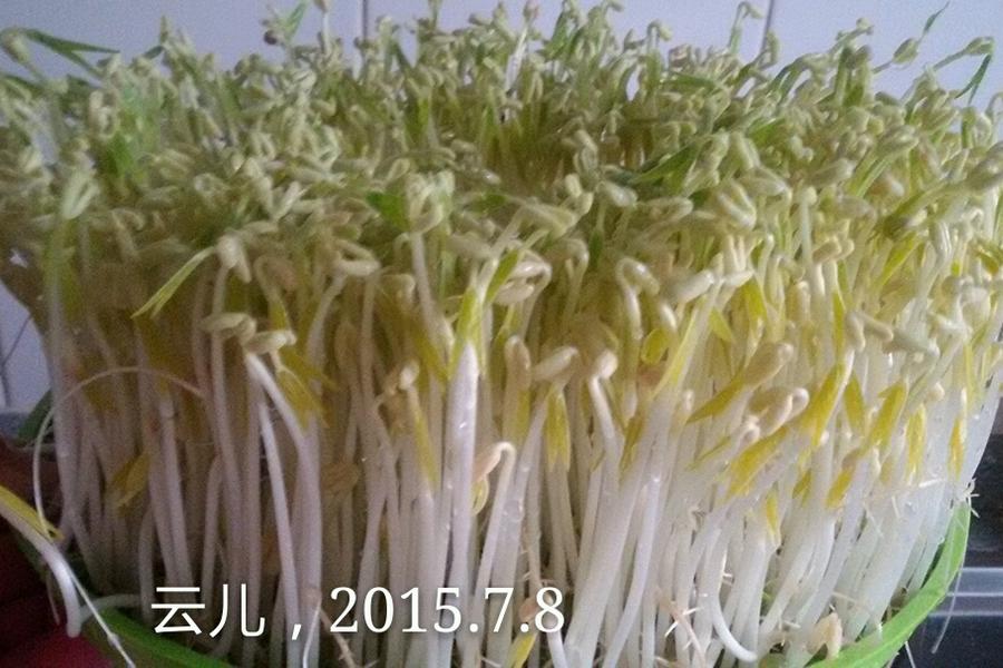 芽苗菜
