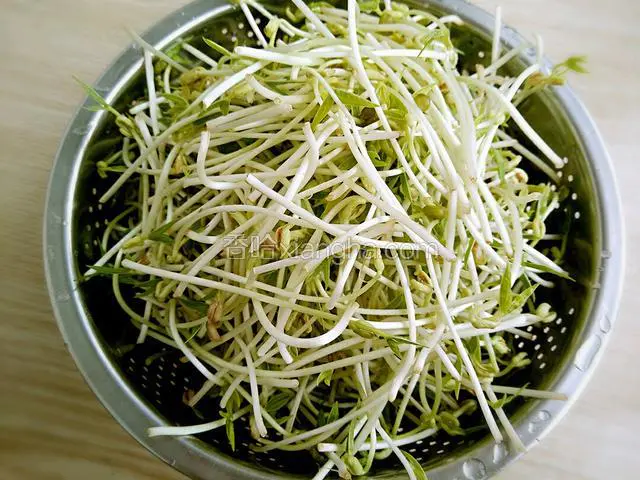 将绿豆芽掐去根随后清洗干净