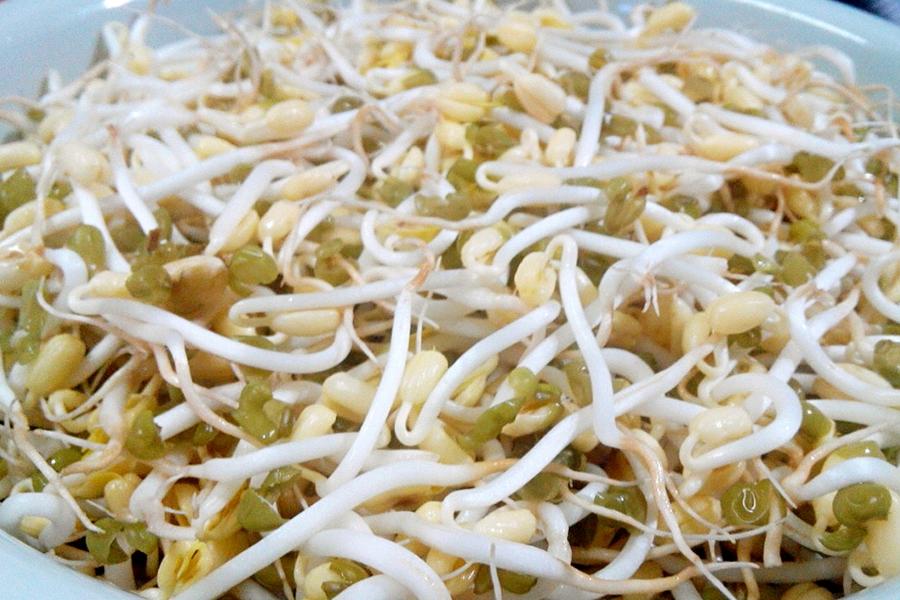 自制豆芽(环保版)