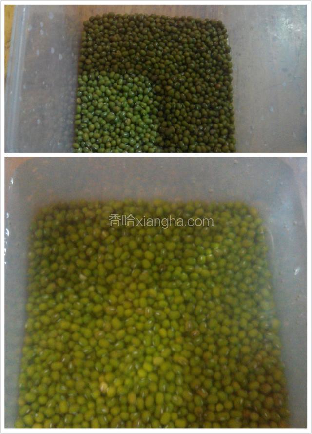 绿豆用水浸泡15个小时.