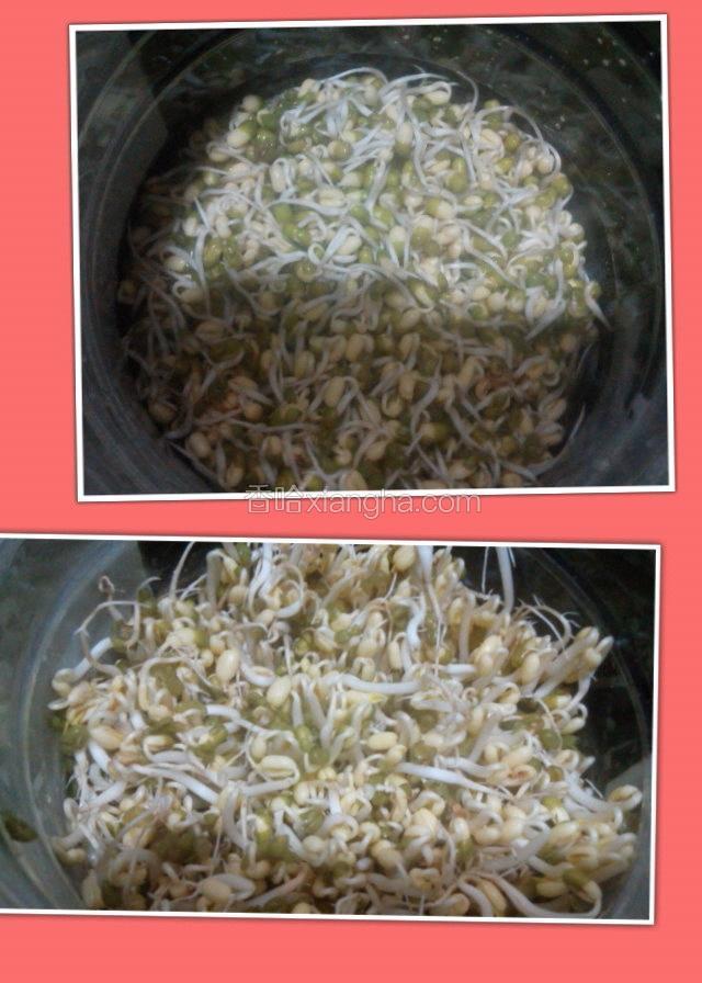 每天往瓶子里浇3～4次水.三天后,就可以收成了.
