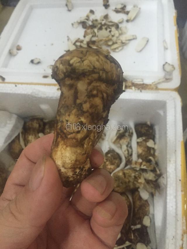 起出松茸菌