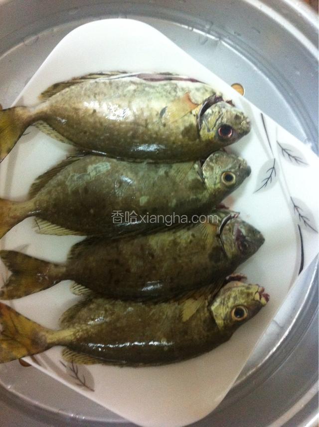把洗净的泥猛鱼整齐的摆放在铺有葱段的碟子里