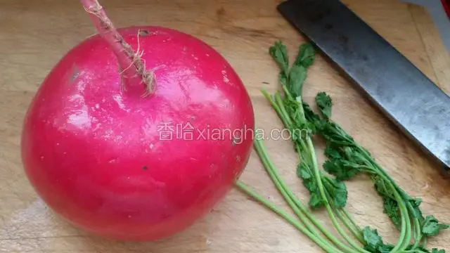 红皮萝卜（变萝卜），香菜洗净备用