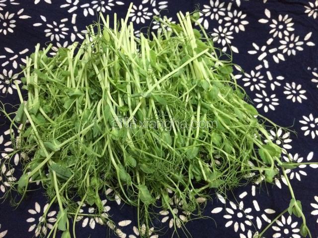 水培豌豆苗，在10厘米左右长度剪下来；