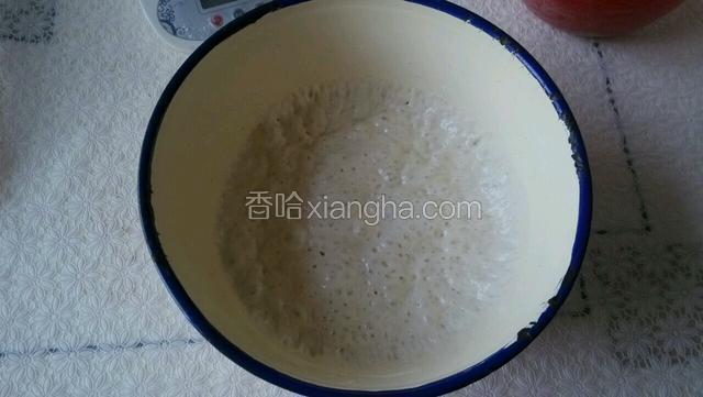 后面标注1的所有材料混合做成老酵头。发酵成成酒窝状待用。
