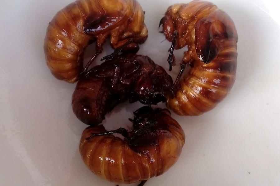 油炸金蝉