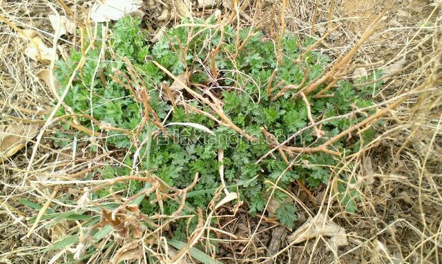 2016年3月20日，周末，上山去玩，在山脚下的一片桃花林有好多野菊花，嫩嫩的菊花芽一堆一簇，有点点小，如果下周会长大一点，采了一点点尝个新鲜，这是拍的在荒草从里的野菊花，小小的，嫩嫩的。