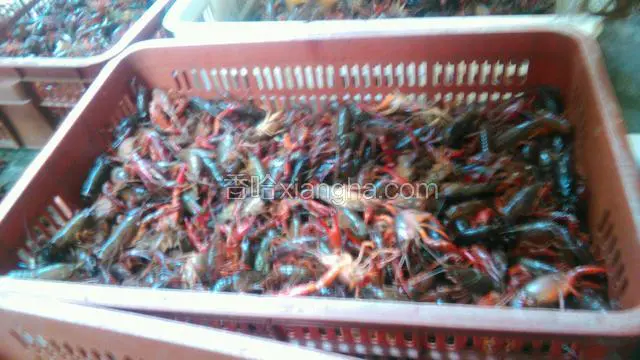 蒸虾要买大点老点的