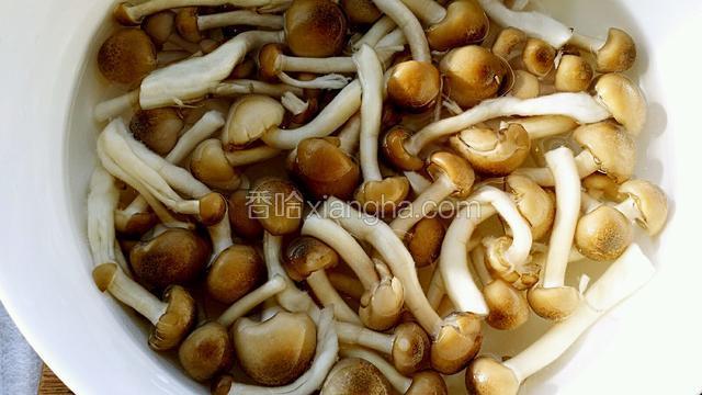 鸡腿菇洗净焯水，去掉菇中腥味