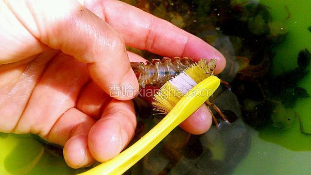 用牙刷把虾尾刷洗干净