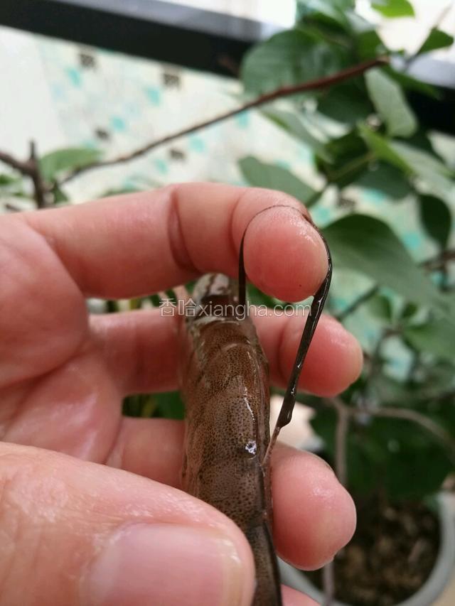 用剪刀沿着虾背剪开，再用牙签把虾线挑出来，这一步会比较耗时间，但是一定要弄干净咯，不然会影响口感