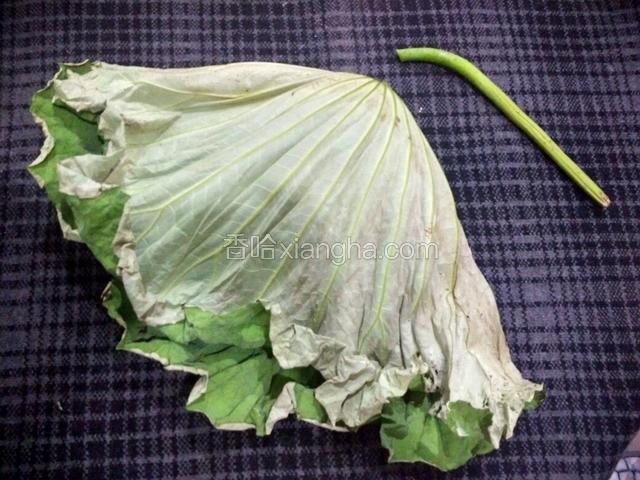 鲜荷叶剪掉柄～