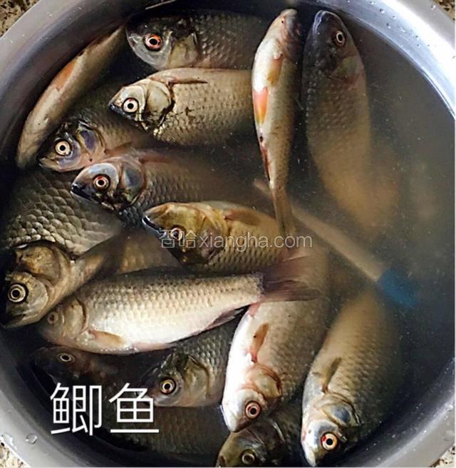 准备食材新鲜鲫鱼