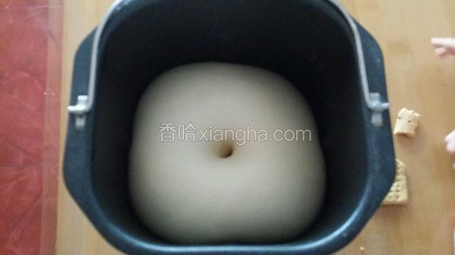 发酵至2倍大