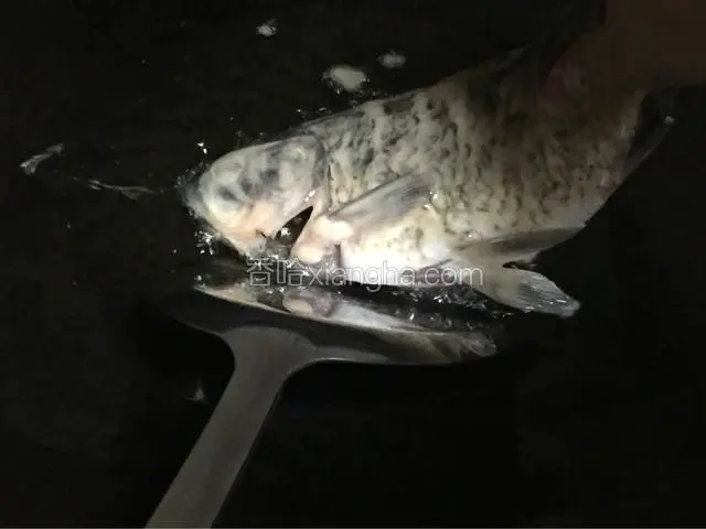 锅里烧油，油要没过鱼，先炸鱼头