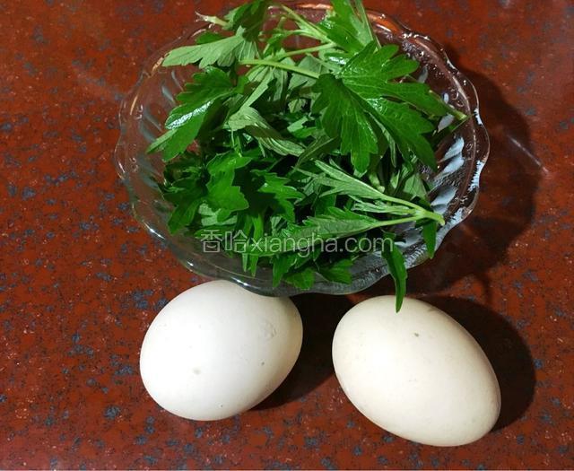 准备材料，益母草用新鲜嫩芽