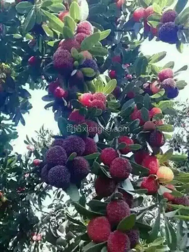 杨梅