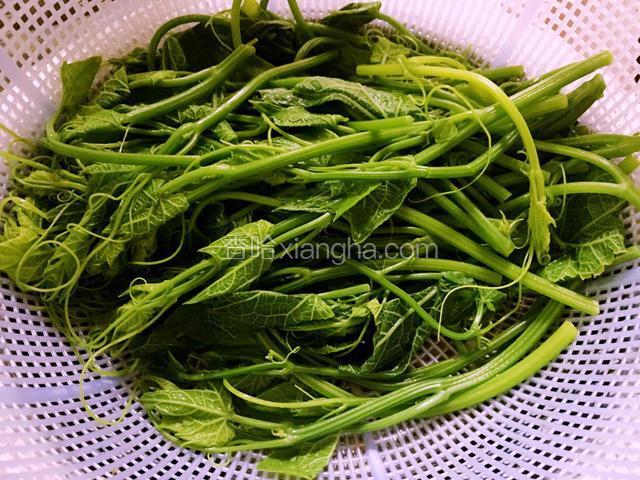 烫熟后的南瓜藤捞出过冷水后沥干水份备用