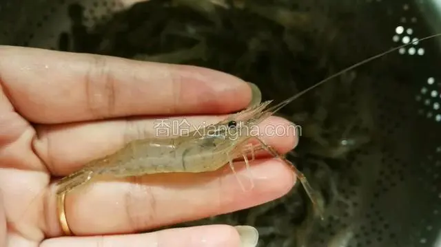薄壳河虾。