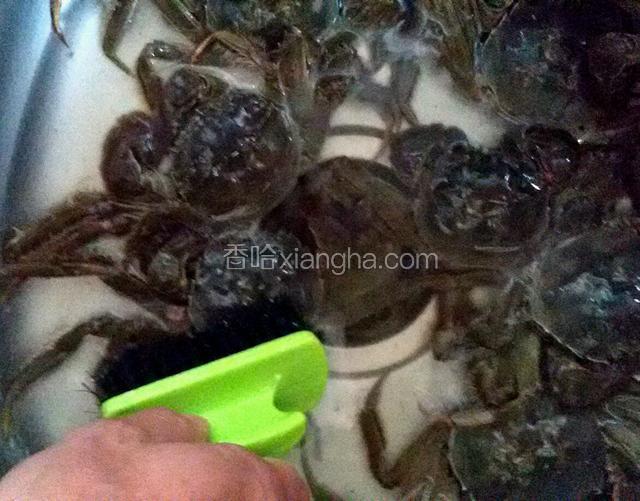 螃蟹刷干净。