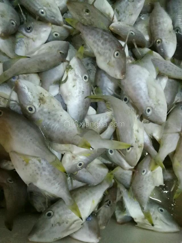 马面鱼原来就是扒皮鱼（这个是在菜市场拍的，因为买回来它就不这样啦）