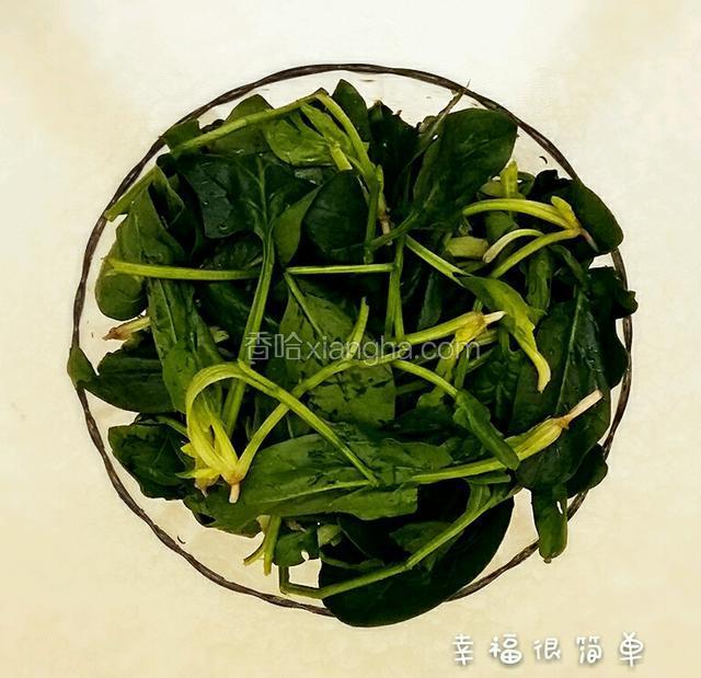 小红根菠菜摘洗干净。