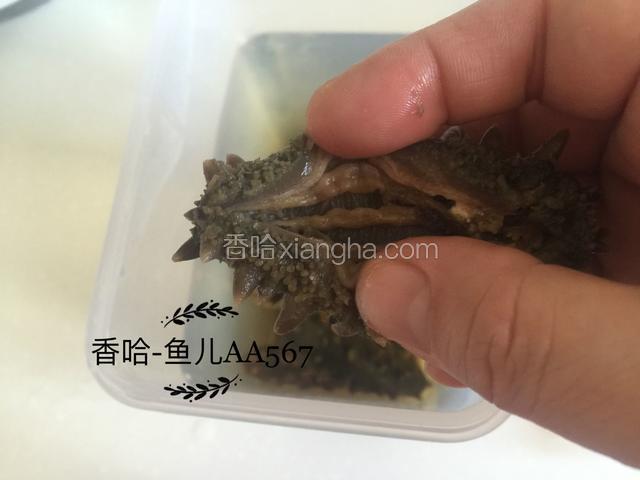 白色筋的部位（是海参的筋，非常有营养）不要扔。