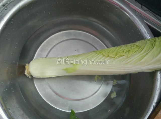 准备长白菜。