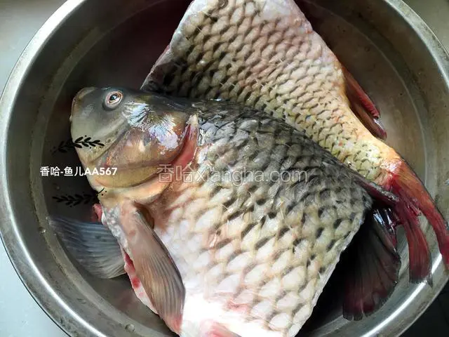 鲤鱼去鳞，去腮，掏净内脏，切开两半。
