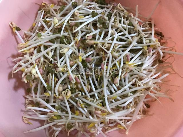 自发绿豆芽250克。