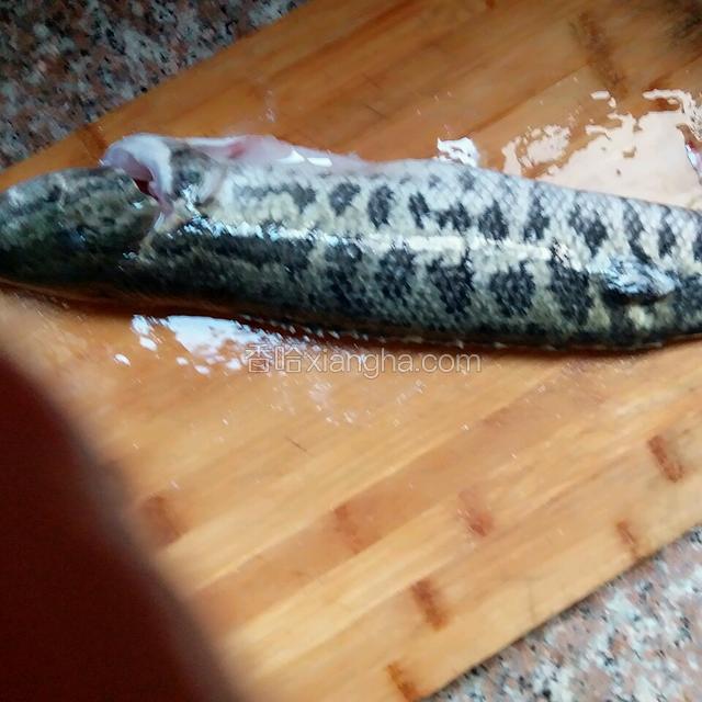 准备一条黑鱼，只需中间部分鱼肉