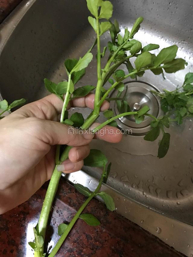 开始择菜。西洋菜只取最上一节最嫩的叶子，其余不要。也可以直接整把一刀切到最上段，不用择菜。