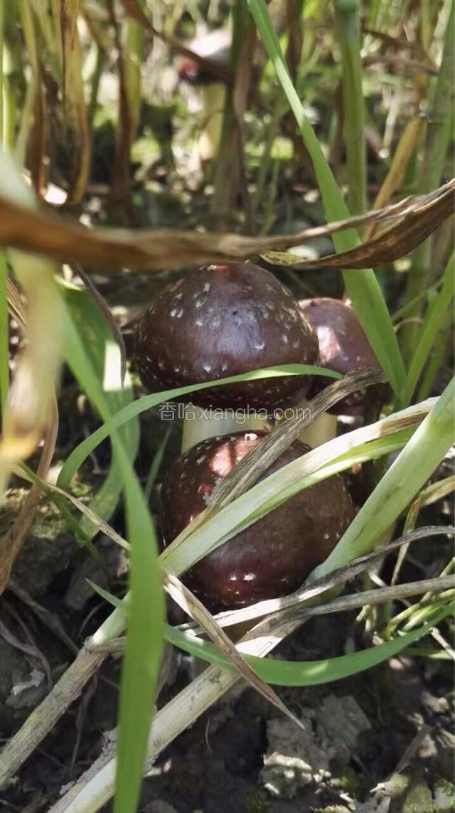 这就是种在麦田里的大球盖菇。