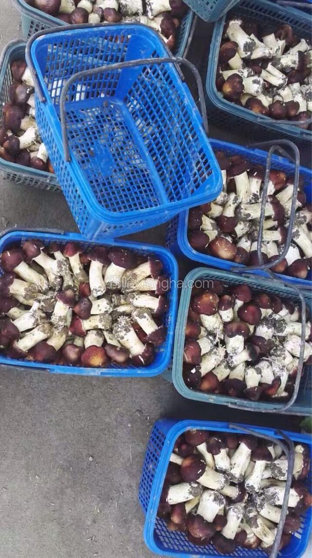 集中采摘装篮是这样的。