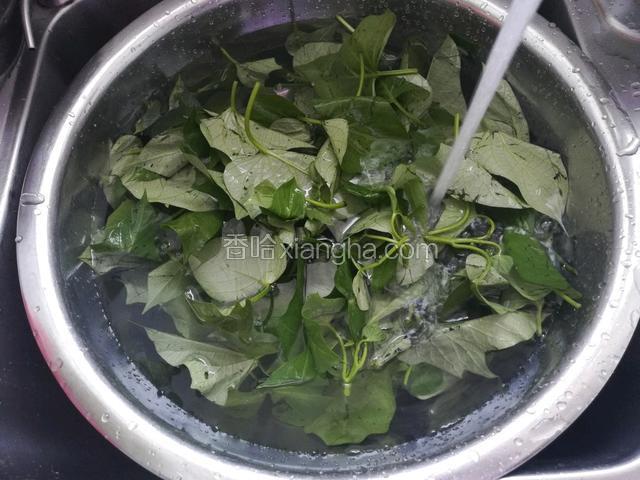 首选把番薯叶摘洗干净（用手掐茎，轻易掐得下来的就是嫩的，掐不动或者不容易掐断的就不要了，只把叶子摘下来就可以）。