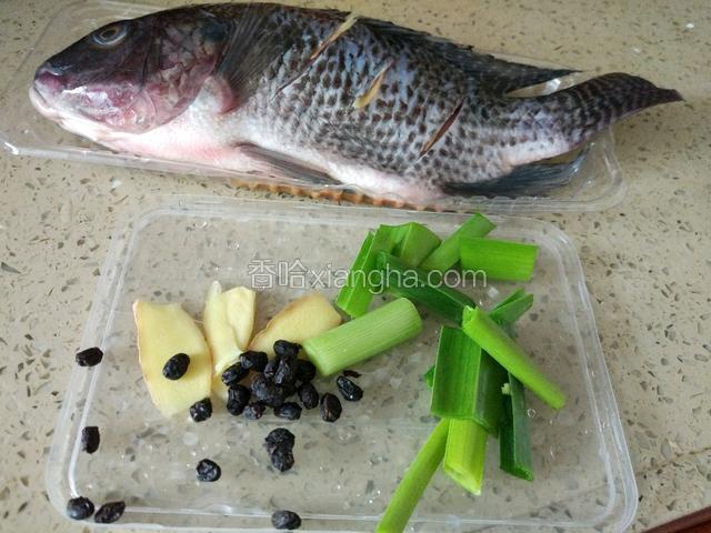 准备下食材，福寿鱼洗干净，去鱼鳞，内脏等！用刀在两面身上划三痕，洒少许盐抹下鱼身，腌制下入味！姜切片，放鱼身上的划痕几片，蒜苗切段，备用！