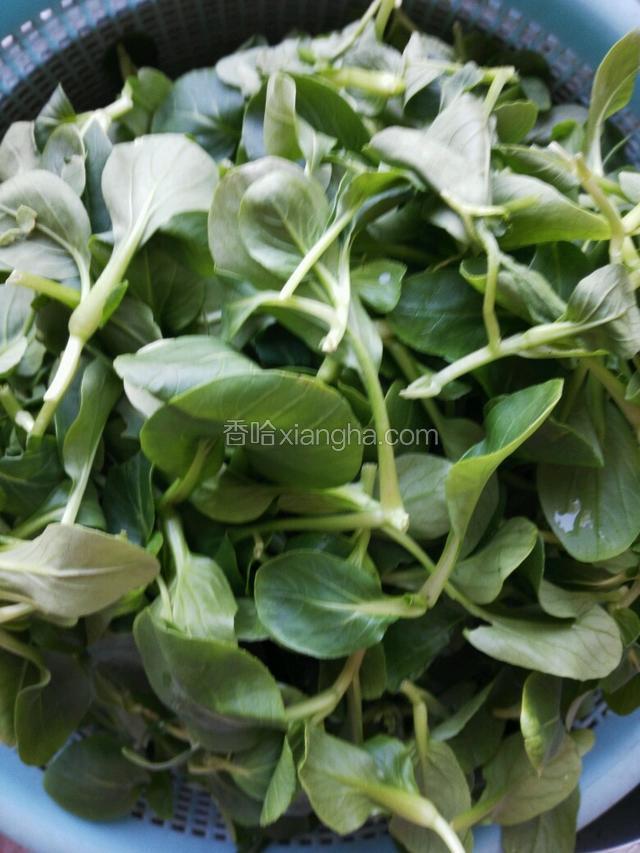 鸡毛菜清理一下洗干净沥水