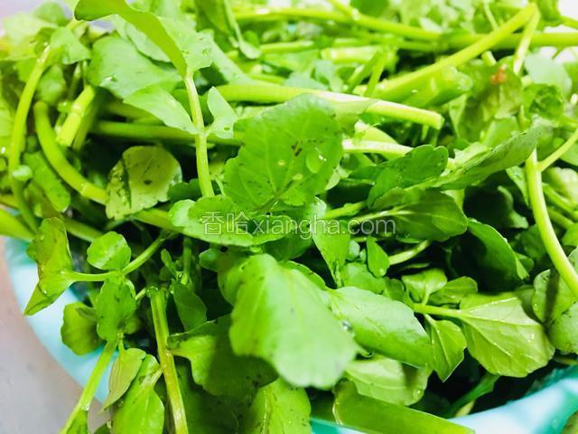 西洋菜摘去老根，洗净滤干水分后切碎