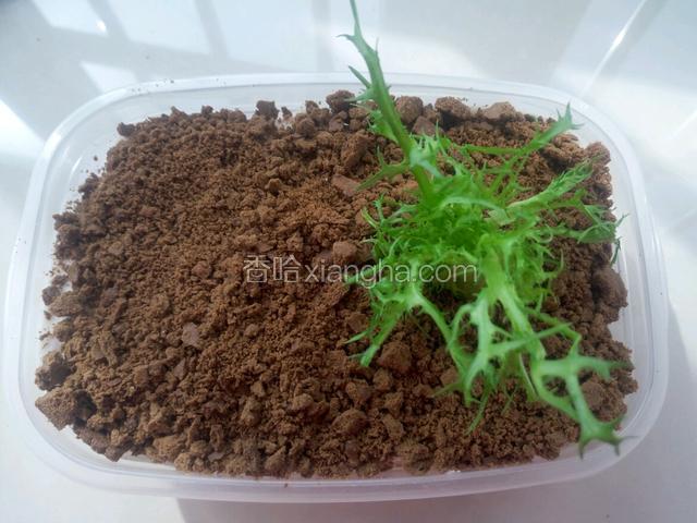 最上面铺一层巧克力碎 再装饰上苦菊…… 因为家里实在是找不到啥既能吃又好看的植物了>_< 用薄荷应该能更好看一点