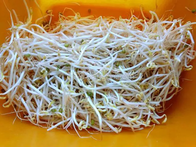 豆芽洗净。