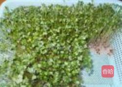 萝卜苗拌银针菇的做法图解2