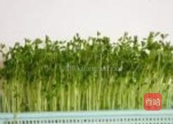 豌豆苗虾仁的做法图解1