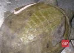 清蒸甲鱼的做法图解2