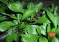 马兰头拌香豆干的做法图解1