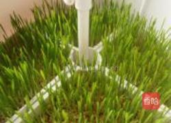 苹果柠檬小麦草汁的做法图解1