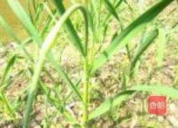 蒜苗鸭掌干锅的做法图解1