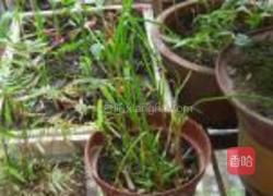 莴笋花的做法图解5