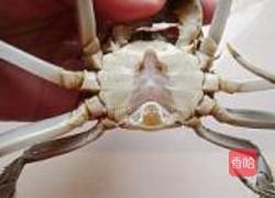 炒螃蟹的做法图解3